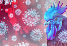 Blue chicken surrounded by virus-like structures.