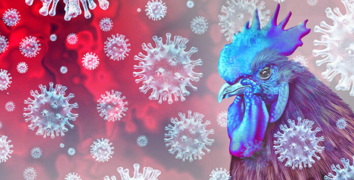 Blue chicken surrounded by virus-like structures.