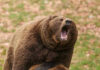 Roaring brown bear