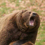 Roaring brown bear