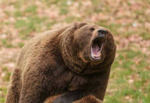 Roaring brown bear