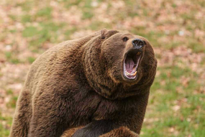shutterstock_2302977119.jpg Roaring brown bear