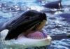 Orca jaw open in water, close-up view.