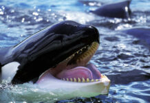 Orca jaw open in water, close-up view.