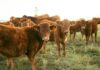 A group of brown cattle in a grassy field during sunset