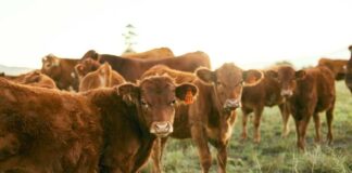 A group of brown cattle in a grassy field during sunset