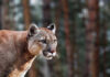 Close-up of a mountain lion in a natural setting