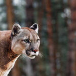 Close-up of a mountain lion in a natural setting