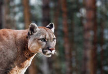 Close-up of a mountain lion in a natural setting