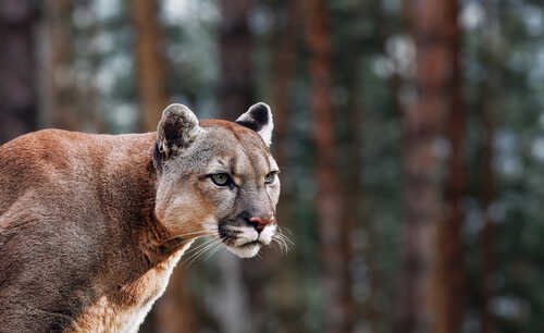 Close-up of a mountain lion in a natural setting