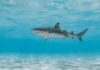 A shark swimming gracefully in clear blue water