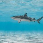 A shark swimming gracefully in clear blue water