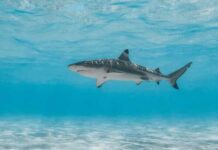Horrific Shark Mauling Shatters Idyllic US Beach A shark swimming gracefully in clear blue water