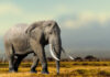 An elephant walking across a savanna landscape
