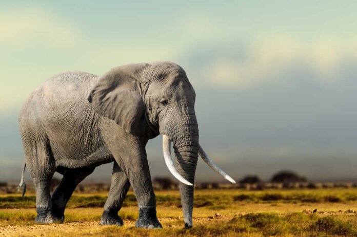 An elephant walking across a savanna landscape