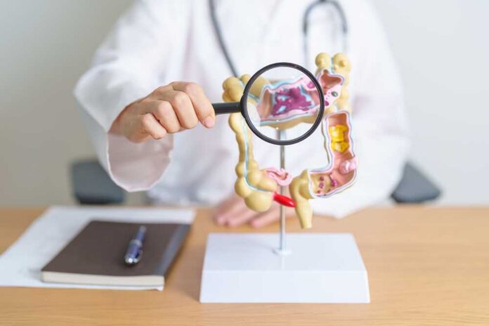 Doctor examining a digestive system model with a magnifying glass