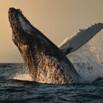 Whale breaching out of the ocean at sunset.