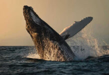 AUDIO: Shocking 1949 Whale Song Unearthed Whale breaching out of the ocean at sunset.
