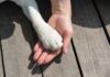 A human hand holding a dog's paw on a wooden surface