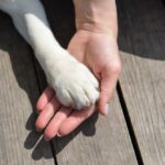 A human hand holding a dog's paw on a wooden surface