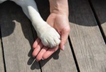 A human hand holding a dog's paw on a wooden surface