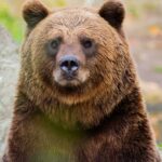 Close-up of a grizzly bear in a natural setting