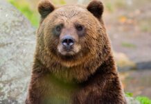 Close-up of a grizzly bear in a natural setting