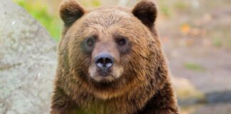 Close-up of a grizzly bear in a natural setting