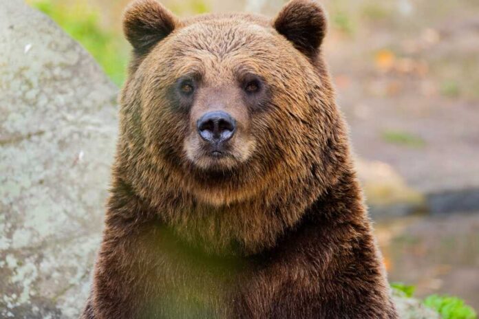Close-up of a grizzly bear in a natural setting