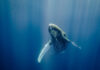 A humpback whale swimming underwater with sunlight filtering through the water