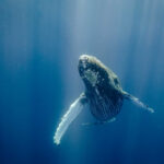 A humpback whale swimming underwater with sunlight filtering through the water