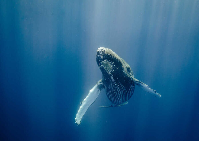A humpback whale swimming underwater with sunlight filtering through the water