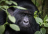 Close-up of a gorilla's face surrounded by foliage