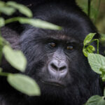 Ancient Gorilla SHATTERS Record Close-up of a gorilla's face surrounded by foliage