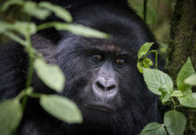 Close-up of a gorilla's face surrounded by foliage