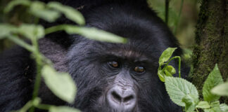 Close-up of a gorilla's face surrounded by foliage