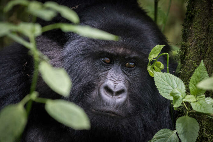 Close-up of a gorilla's face surrounded by foliage