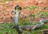 A cobra with its hood raised in a natural setting
