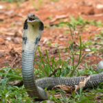 Cobra INVADES Tourist’s Pants – He’s Dead! A cobra with its hood raised in a natural setting