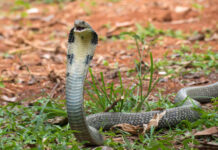 A cobra with its hood raised in a natural setting