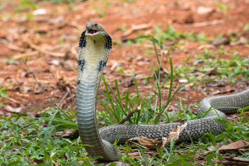A cobra with its hood raised in a natural setting
