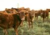 A group of brown cattle in a grassy field during sunset