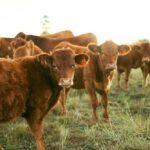 CRIMINAL Probe Targets Beef Cartel A group of brown cattle in a grassy field during sunset