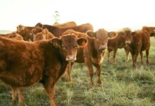 A group of brown cattle in a grassy field during sunset