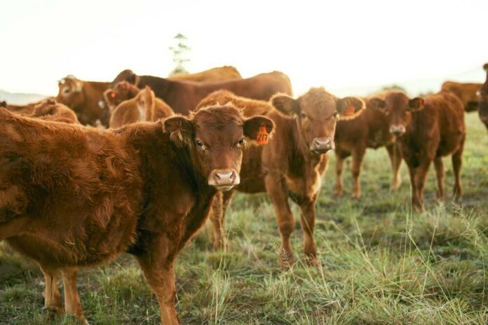 A group of brown cattle in a grassy field during sunset