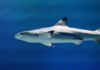 A shark swimming gracefully in clear blue water