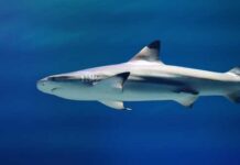 Horror: Shark Strikes, Kills Again A shark swimming gracefully in clear blue water