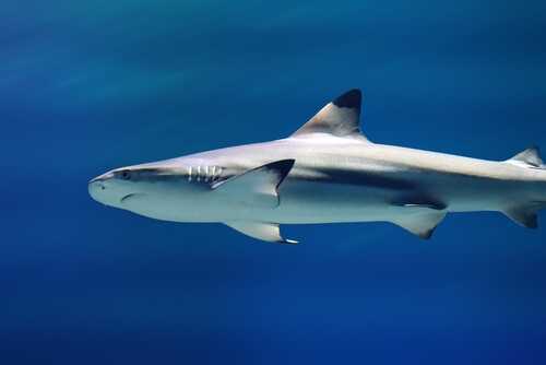 Blacktip,Shark,(carcharhinus,Limbatus),Underwater A shark swimming gracefully in clear blue water