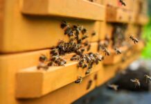 Beekeeper holding honeycomb frame with bees outdoors