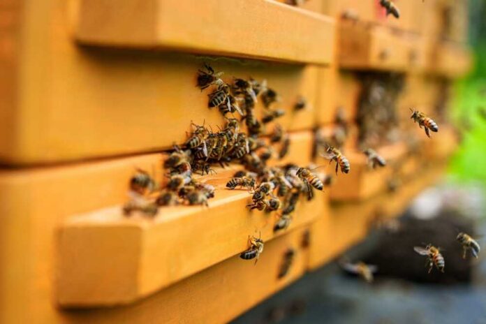 Beekeeper holding honeycomb frame with bees outdoors